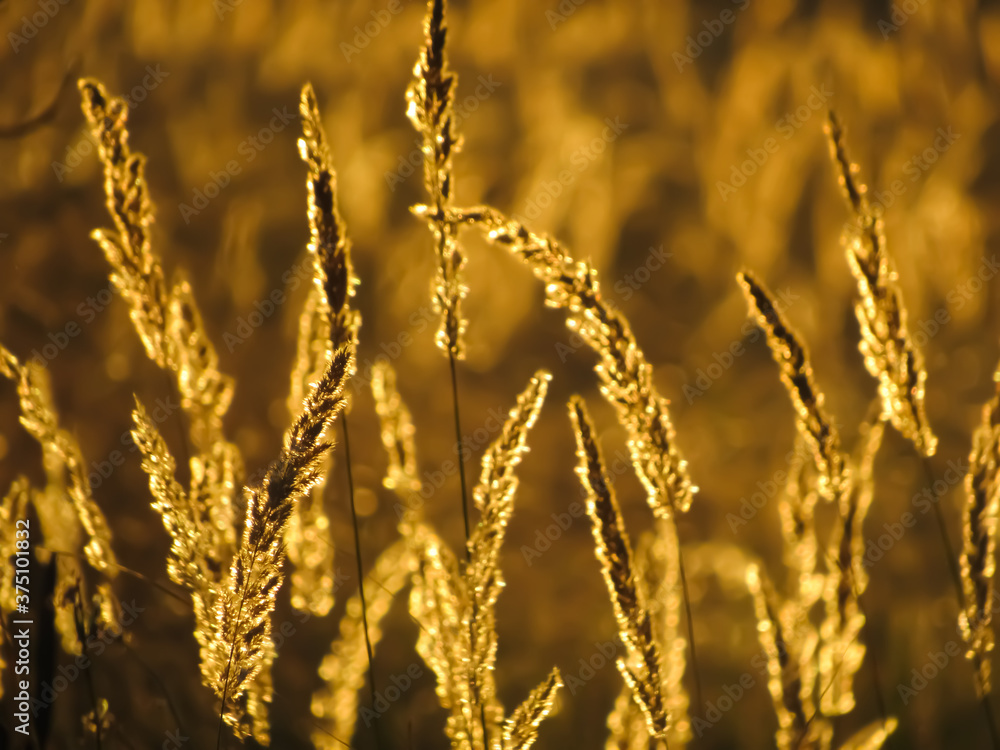 Fototapeta premium golden wheat field
