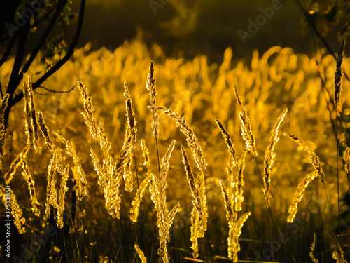 A beautiful field of wheat under the brilliant sun