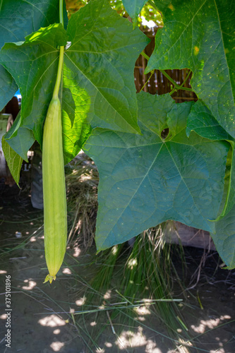 Green sponge gourd (Luffa cylindrica) vegetable growing and hanging on the tree. Natural sunlight. photo