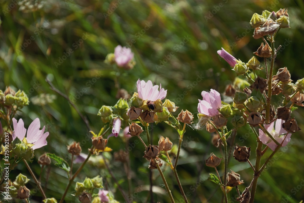Naklejka premium pink flowers in the garden, bumblebee
