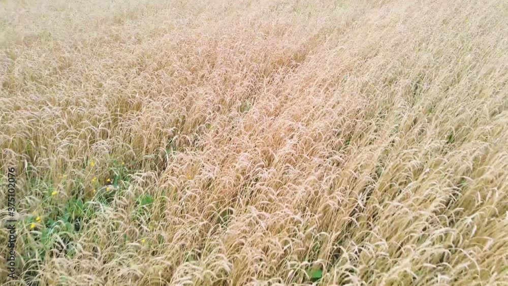 Drone flight over wheat field on summer day Drone flight over wheat field on summer day
