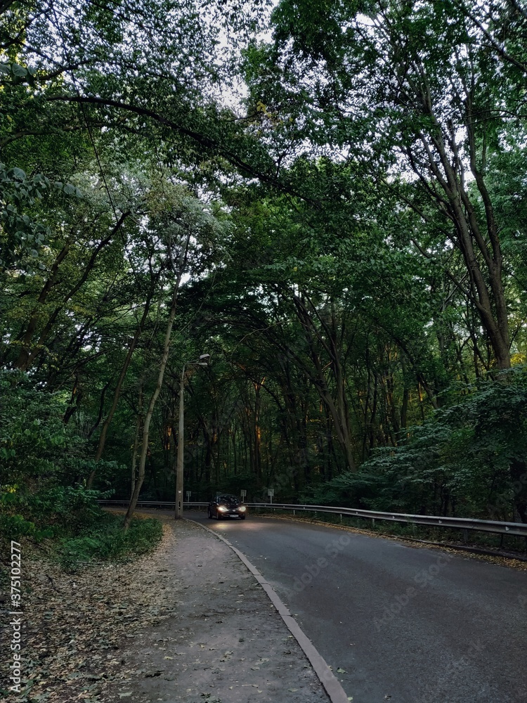 Obraz premium road in the forest, green photography, landscape, magic atmosphere, light of the car in the forest