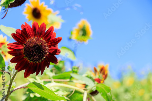                                                             Red  Sunflower  Nagasakibana Ooita-ken Bungotakata city