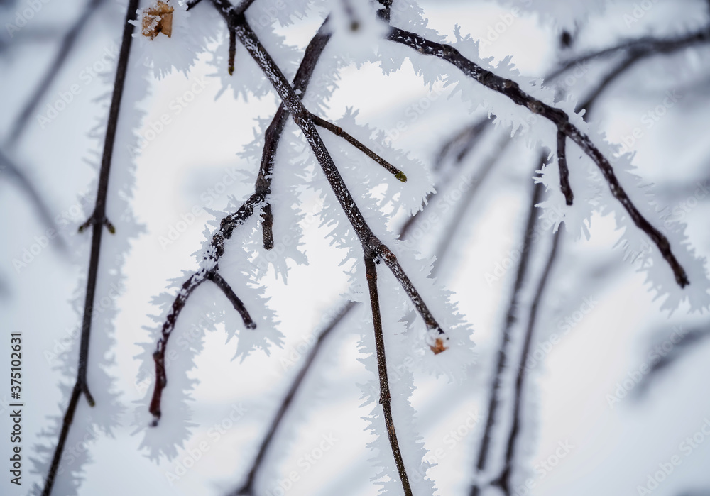 Tree branches covered with crystals of white frost on a natural winter background. First frosts. winter photo. Graphic minimalism, minimum color.
Tree branches covered with crystals of white frost on a natural winter background. First frosts. winter photo. Graphic minimalism, minimum color.