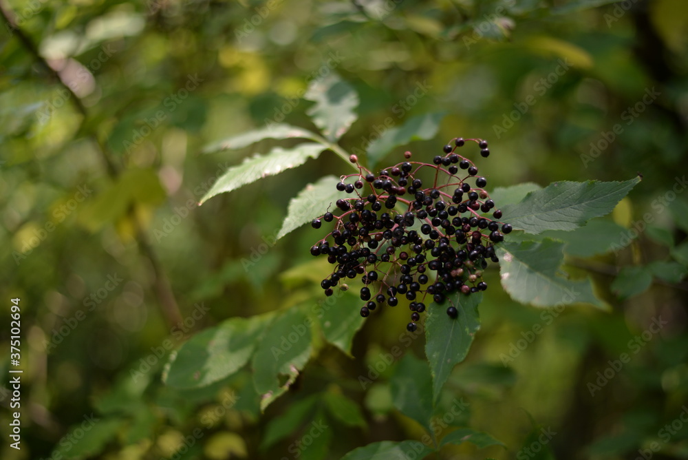 elderberry fruits ripe. Sambucus shrub in the forest. healing medicinal plant elderberry fruits ripe. Sambucus shrub in the forest. healing medicinal plant