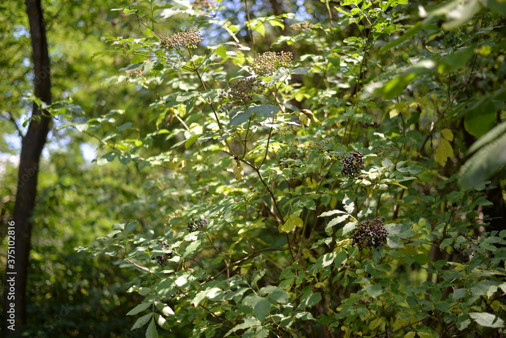 elderberry fruits ripe. Sambucus shrub in the forest. healing medicinal plant