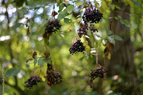 elderberry fruits ripe. Sambucus shrub in the forest. healing medicinal plant