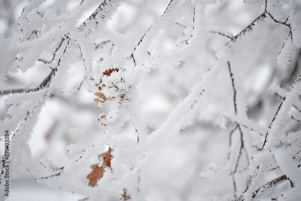 Tree branches covered with crystals of white frost on a natural winter background. First frosts. winter photo. Graphic minimalism, minimum color.
Tree branches covered with crystals of white frost on a natural winter background. First frosts. winter photo. Graphic minimalism, minimum color.