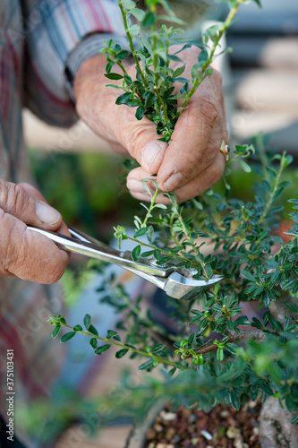 Bonsai artist takes care of his Cotoneaster tree, pruning leaves and branches with professional shears. Close up.