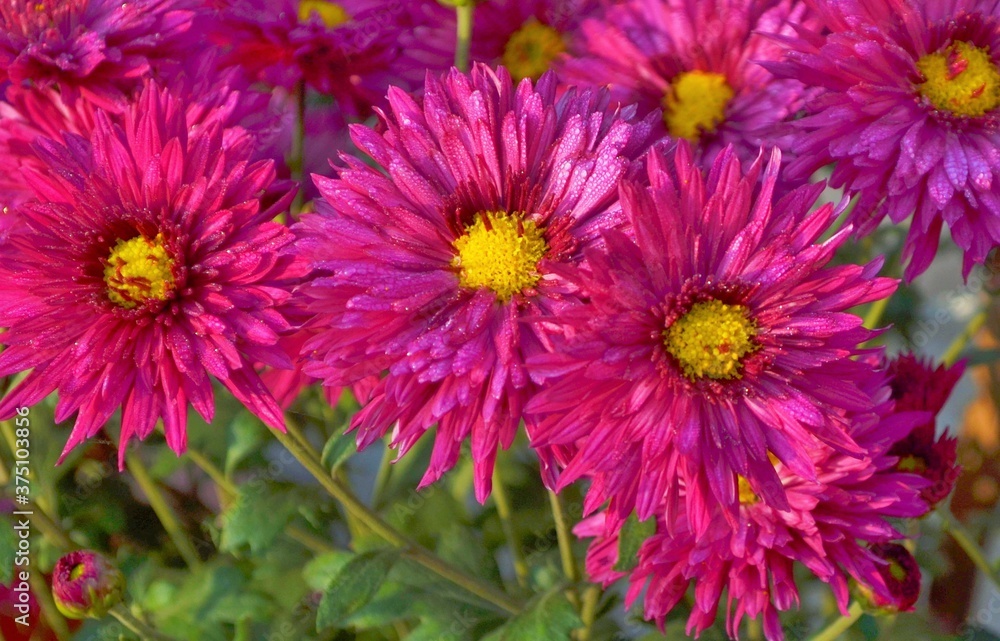 pink chrysanthemum flowers pink chrysanthemum flowers