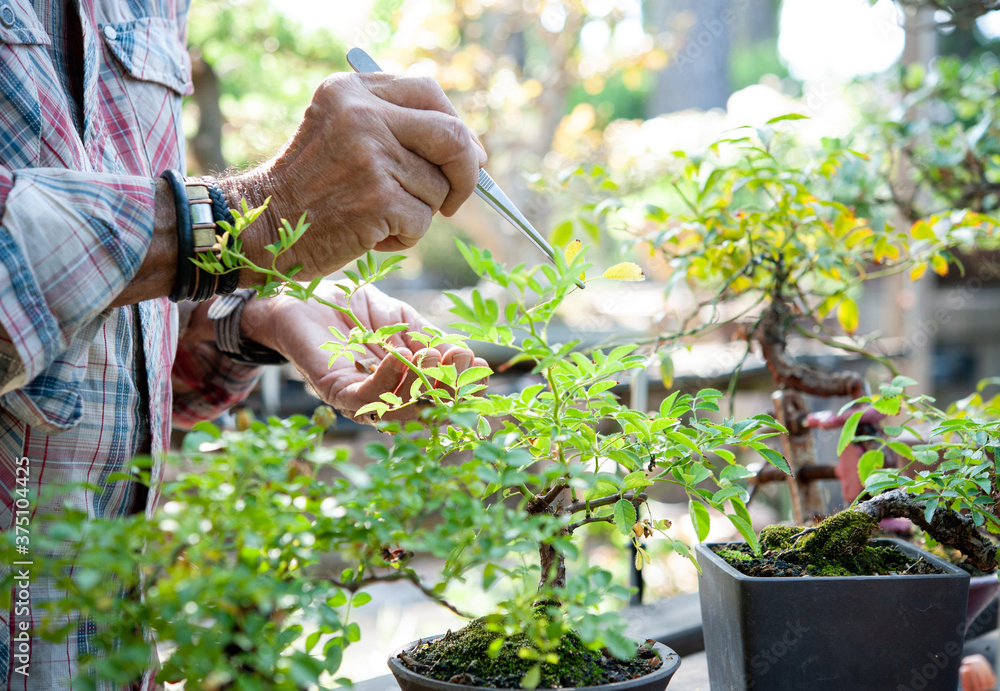 Bonsai artist takes care of his roses with selective removal of leaves. Leaf trimming tecnique. Bonsai artist takes care of his roses with selective removal of leaves. Leaf trimming tecnique.