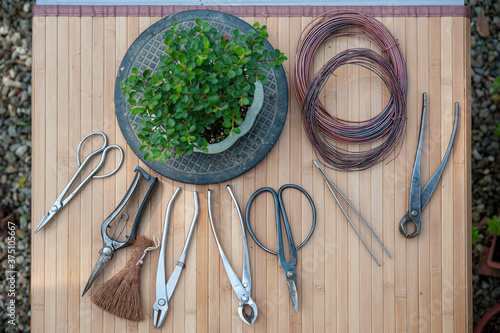 Professional bonsai tools (shears, cutters, trim, coir brush, wire) on a workbench. Cotoneaster on a turntable..