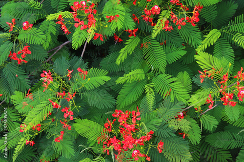 beautiful red Caesalpinia pulcherrima is a species of flowering plant in the pea family Fabaceae