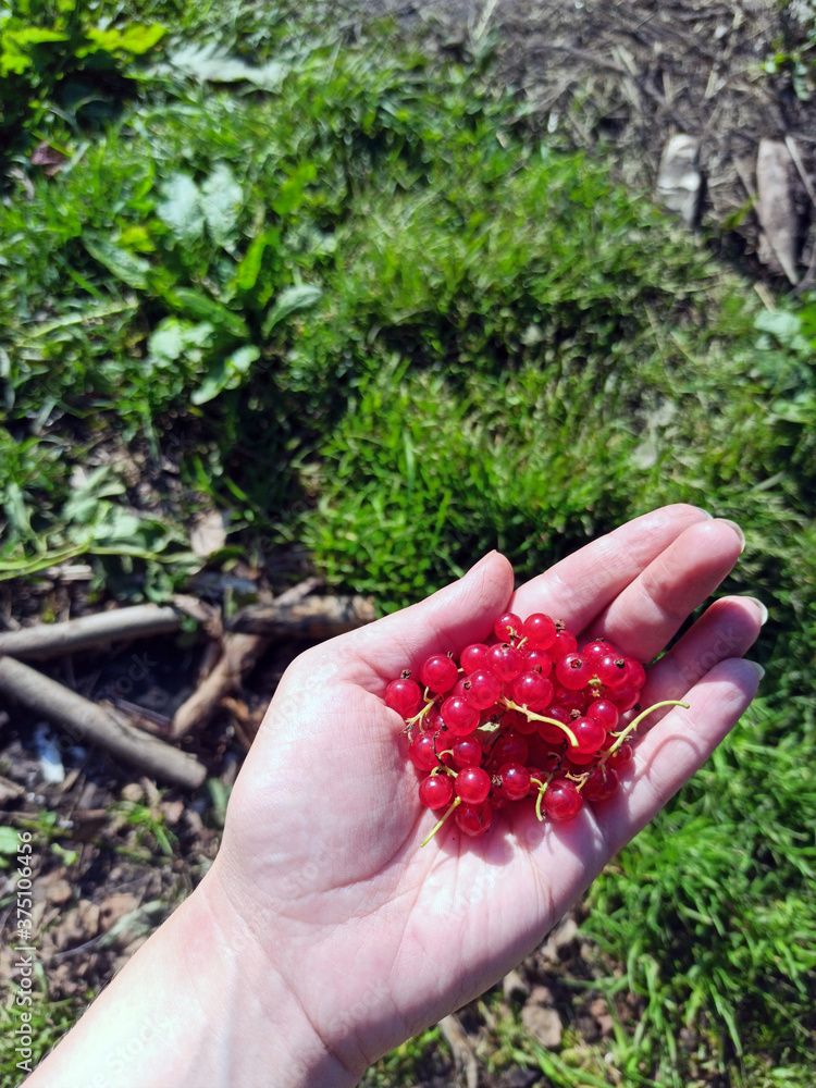 Red Currant Berries Lie In The Palm. Handful of fresh, juicy red currants. riboflavin. Berries in palm