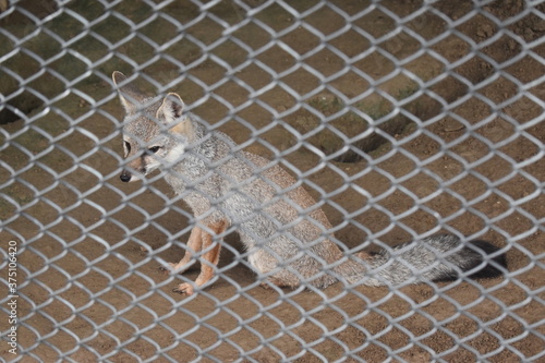 fox in zoo