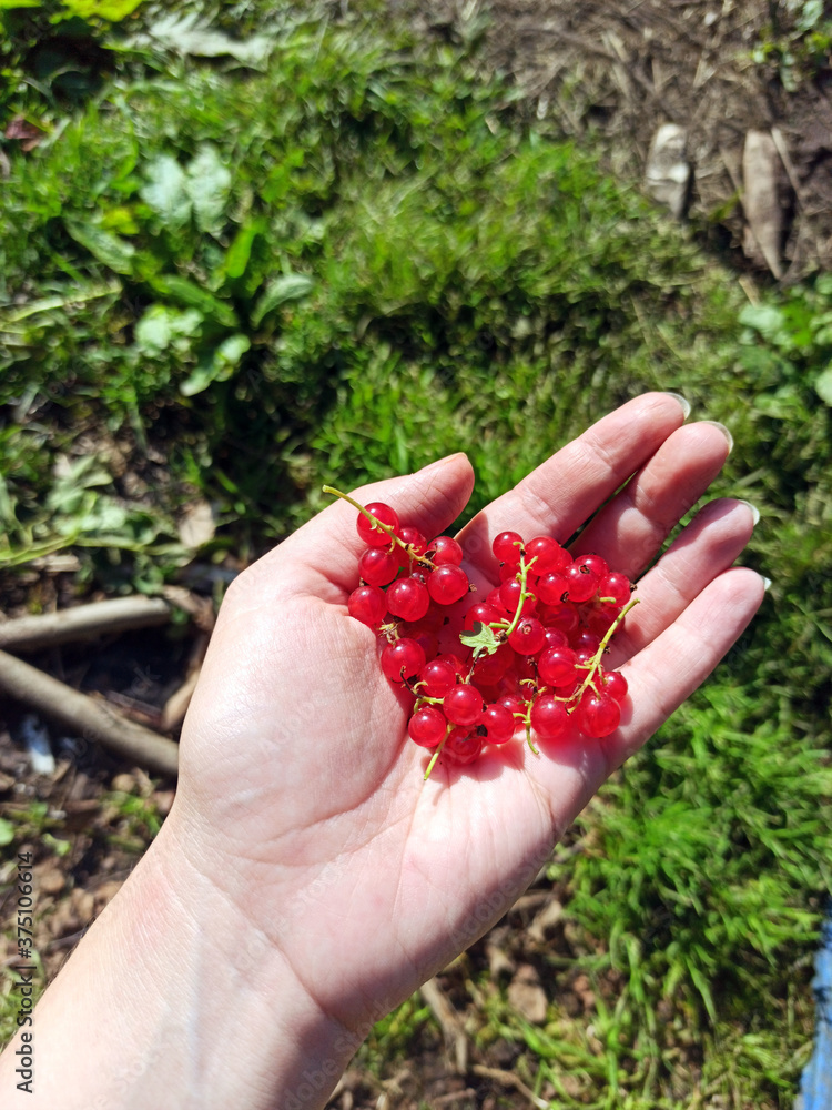 Red Currant Berries Lie In The Palm. Handful of fresh, juicy red currants. riboflavin. Berries in palm
