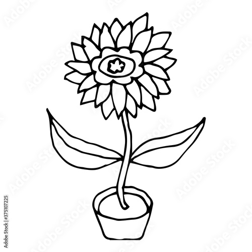 Cartoon doodle flower with leaves in pot isolated on white background. Vector illustration.  
