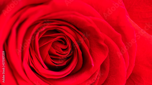 Red rose. Macro view. Copy space