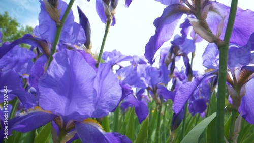 Closer look of the iris flowers in purple color