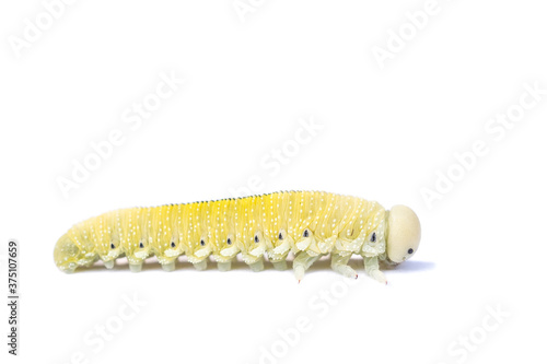 caterpillar on a white background