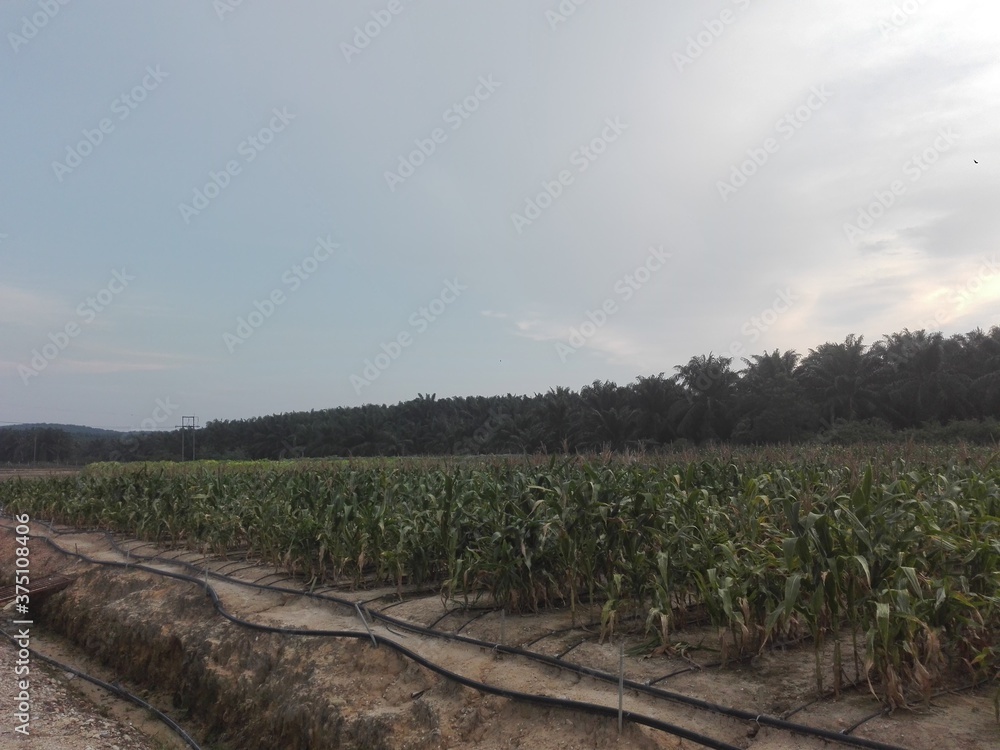 Fototapeta premium rural landscape in the morning