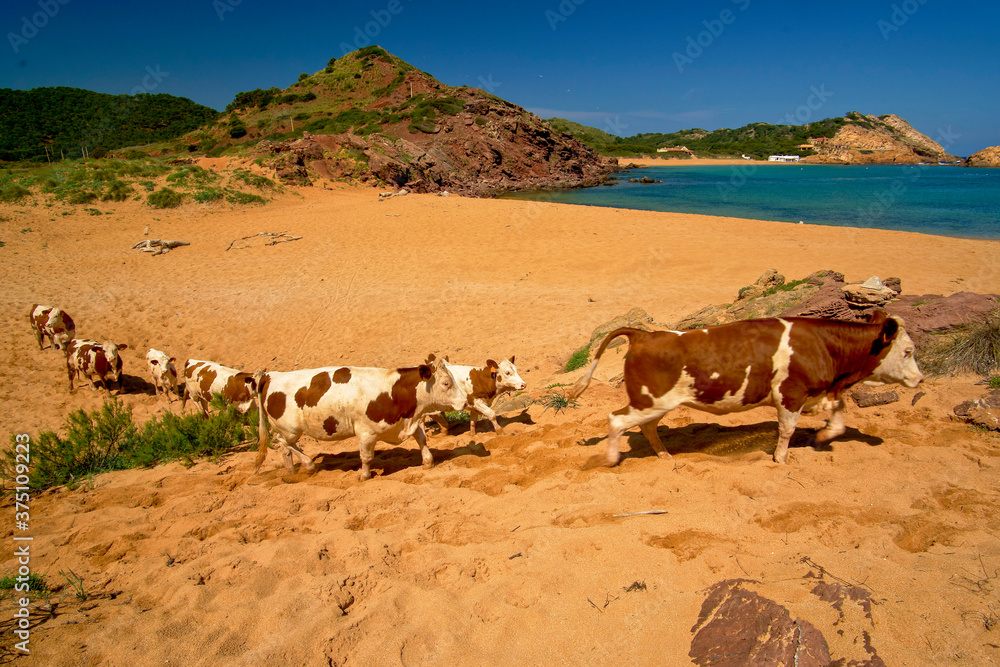 Rebaño de vacas. Cala Pregonda.Menorca.Reserva de la Bioesfera.Illes Balears.España.