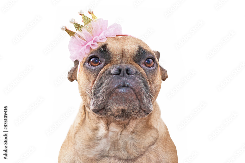 Fototapeta premium Portrait of French Bulldog dog wearing a golden and pink crown on white background