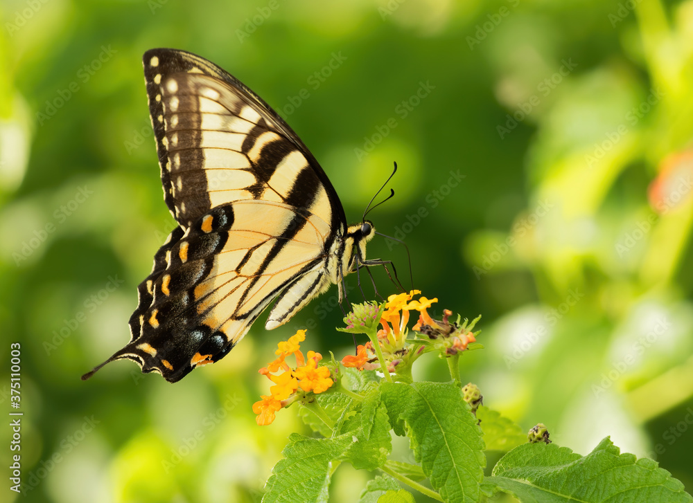 Swallowtail2, butterfly, portrait, individual insect, isolated insect, nectar foraing Swallowtail2, butterfly, portrait, individual insect, isolated insect, nectar foraing