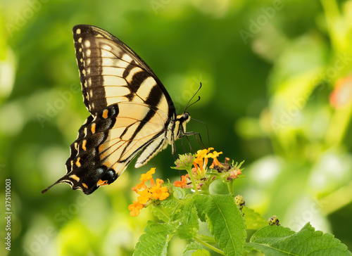 Swallowtail2, butterfly, portrait, individual insect, isolated insect, nectar foraing