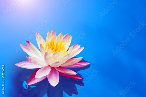 Beautiful lotus flowers with yellow stamens on nature background.