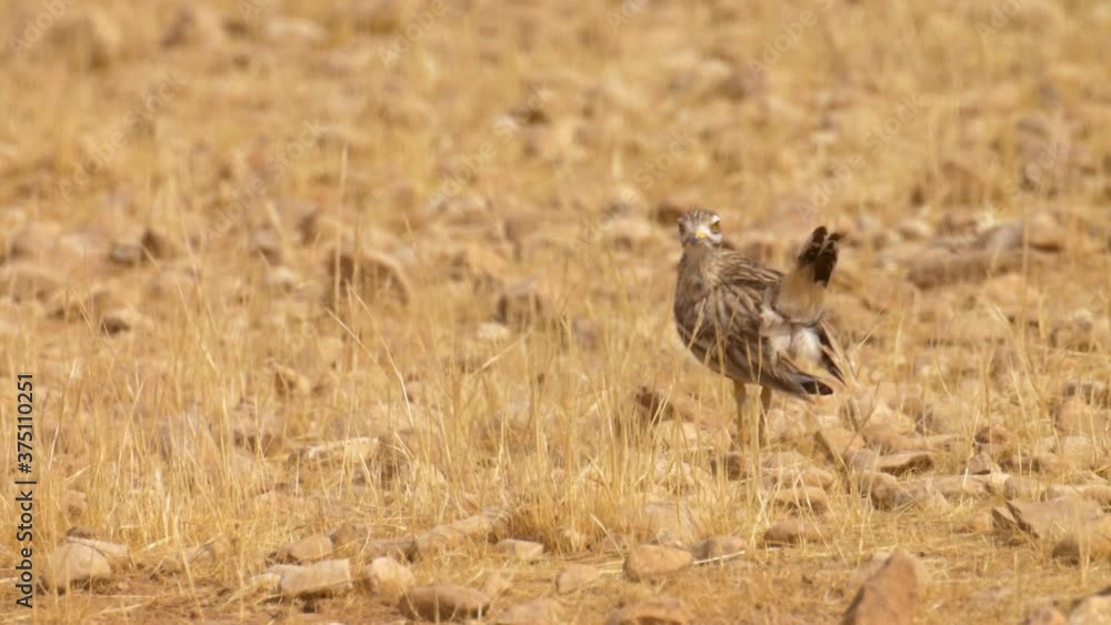 Stone curlew preening, Jordan Valley, Israel
Close up shot at sunset, Israel
Stone curlew preening, Jordan Valley, Israel
Close up shot at sunset, Israel
