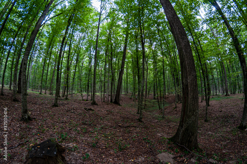 A view from the ground up of tall trees in a forest. Fisheye view. A view from the ground up of tall trees in a forest. Fisheye view.