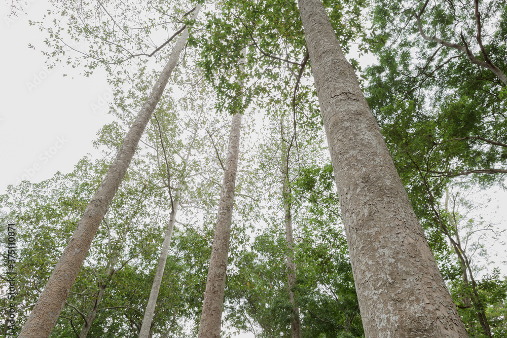Fototapeta premium Dipterocarpus or Yang Naa in the forest 