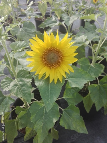 sunflower and bee