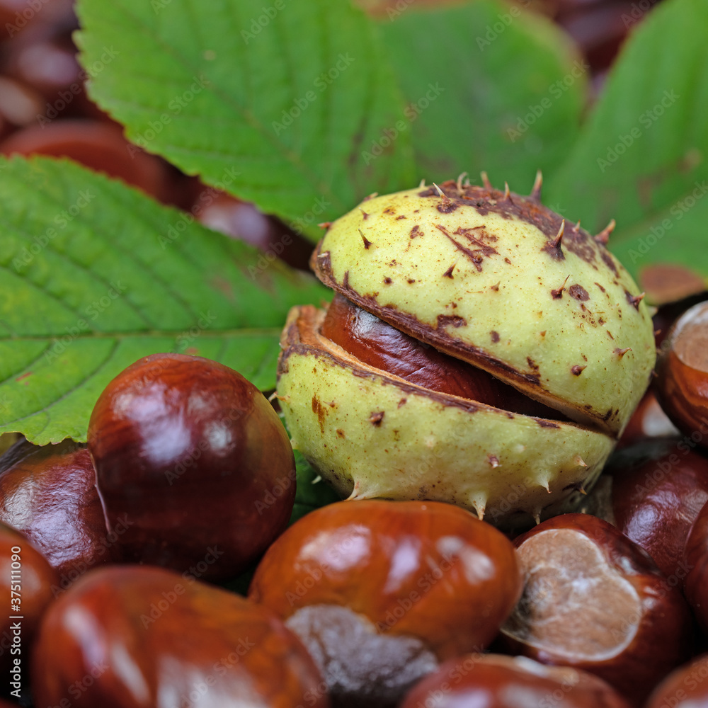 Rosskastanien, Aesculus hippocastanum, in einer Nahaufnahme Rosskastanien, Aesculus hippocastanum, in einer Nahaufnahme