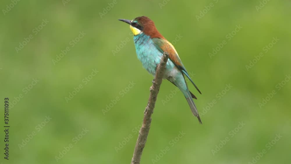 Bee-eater (Merops apiaster) on a twig Bee-eater (Merops apiaster) on a twig