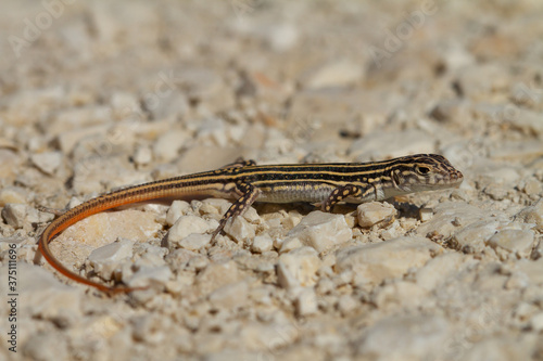 Closeup shot of an Acanthodactylus erythrurus lizard in Spain photo