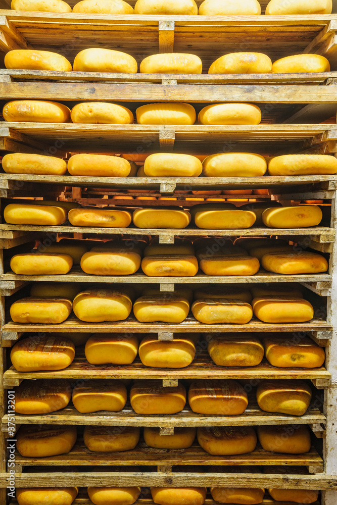 fabricacion artesanall de queso Binibeca de Jaume Pons - denominacion de origen Mahon artesano- finca Alcaiduset, Alaior, Menorca, Islas Baleares, españa, europa. fabricacion artesanall de queso Binibeca de Jaume Pons - denominacion de origen Mahon artesano- finca Alcaiduset, Alaior, Menorca, Islas Baleares, españa, europa.