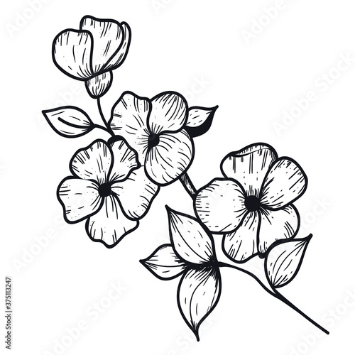 Vector graphic branch with flowers and leaves. Botanical illustration.Black flower isolated on white background. Flower silhouette.