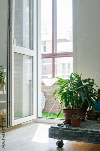 bright interior. View of the open balcony. Green plants in terracotta pots