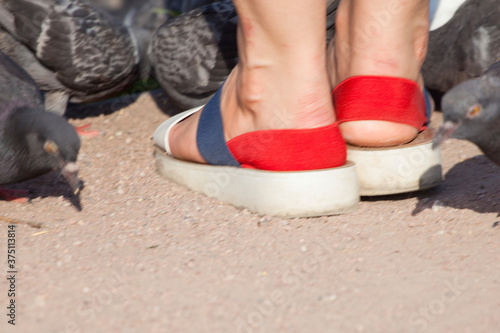 Many pigeons chill on the asphalt. Gray pigeons and girls' feet