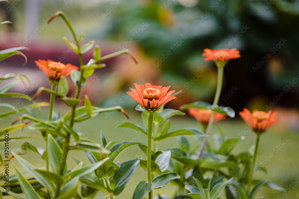 a group of red zinnias finally bloom in the back garden