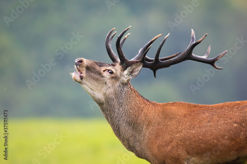 Strong red deer, cervus elaphus, stag with massive antlers roaring in rutting season. Male mammal challenging others and calling with open mouth in close-up.