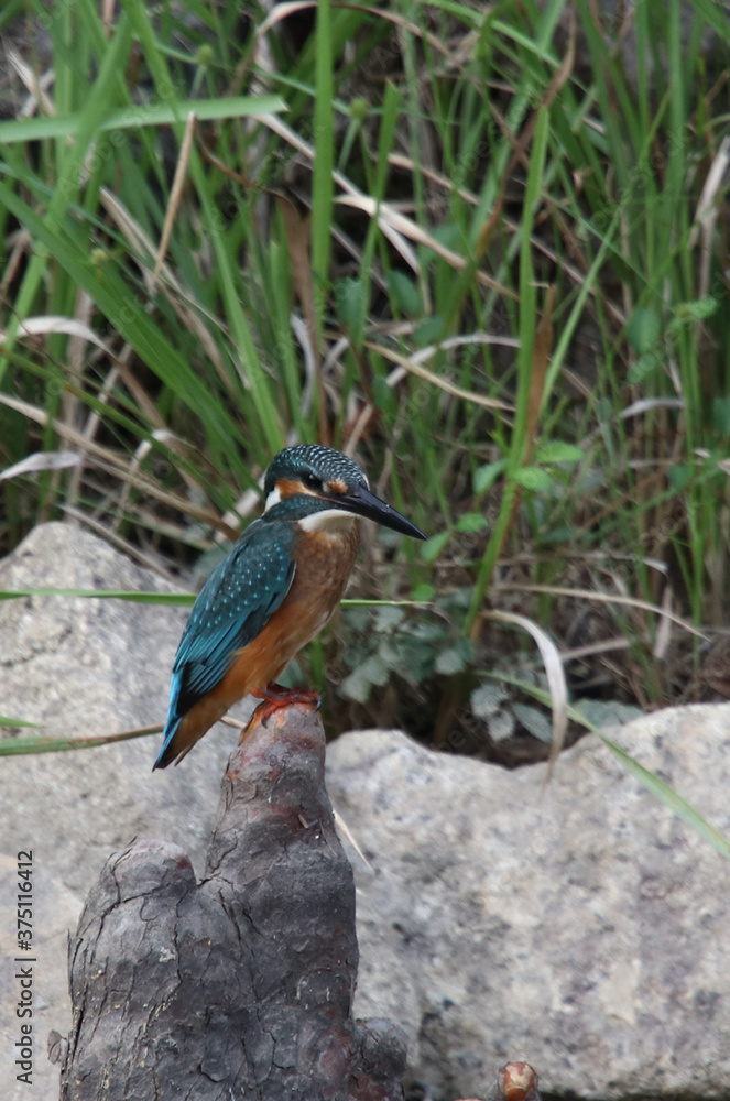 Naklejka premium 野鳥 カワセミ