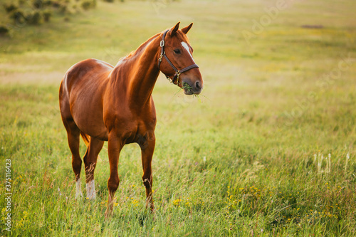 Beautiful horse outdoors enjoying nature © belyaaa