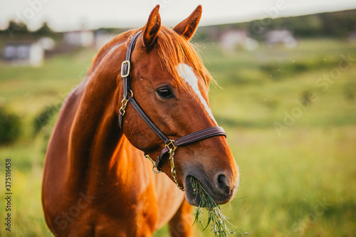 Fototapeta Naklejka Na Ścianę i Meble -  Beautiful horse outdoors enjoying nature