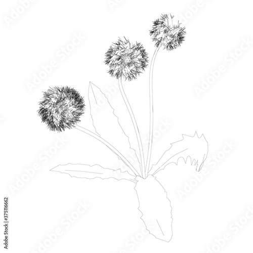 Dandelion contour isolated on white background. Vector illustration
