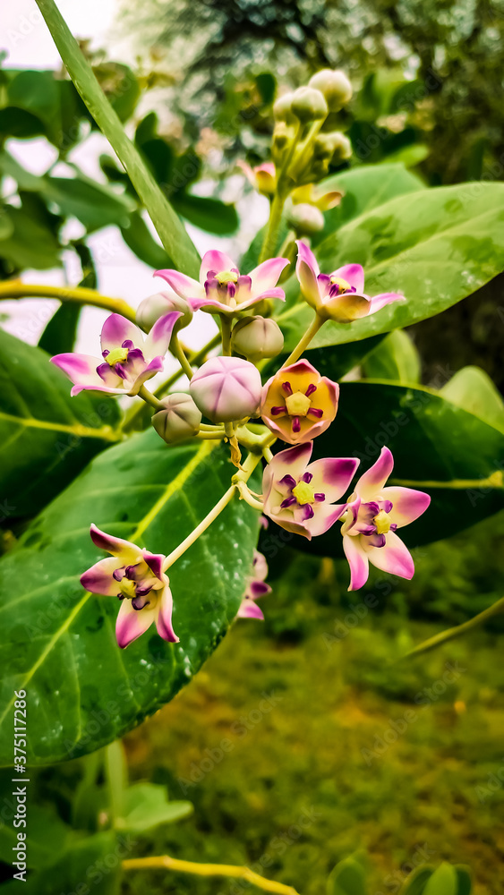 Blossoming flowers of calotropis gigantea Blossoming flowers of calotropis gigantea