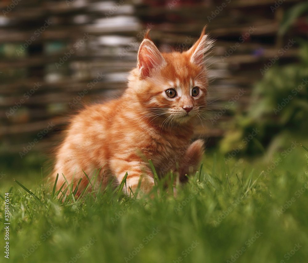 One beautiful ginger maine coon kittens sitting on green grass background on summer sunny weather. Fun