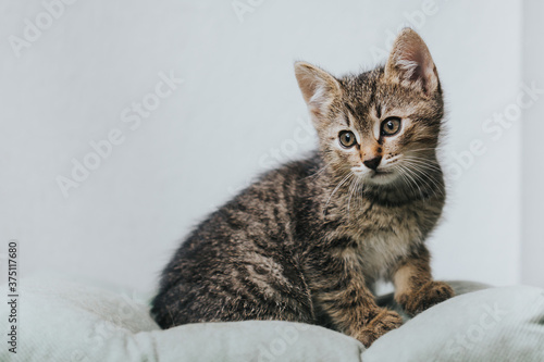 Beautiful adopted kitty portrait taken indoor.  © belyaaa